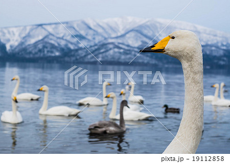 屈斜路湖　白鳥　（弟子屈町） 19112858