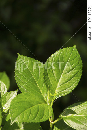 アジサイの若葉 19115224