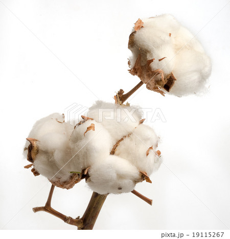 branch of dried cotton plant flower on white 19115267