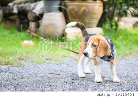 Beagle dog in the garden Beagle dog in the garden 19115451