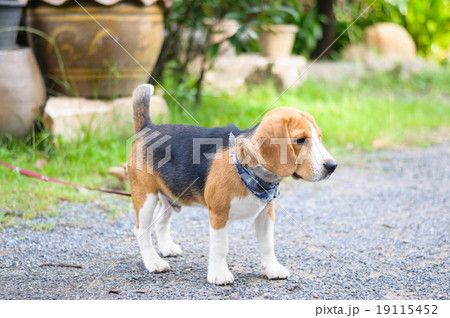 Beagle dog in the garden Beagle dog in the garden 19115452