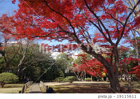 都立殿ヶ谷戸庭園の紅葉 19115611