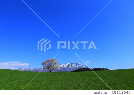 小岩井の一本桜 19115646