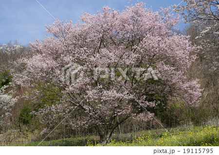 山里の桜 山里の桜 19115795