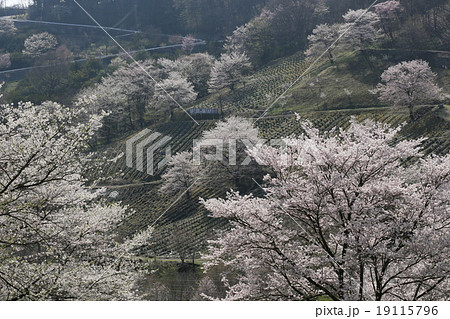 山里の桜 山里の桜 19115796