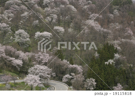 山里の桜 山里の桜 19115818