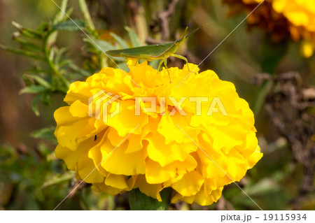yellow flower 19115934