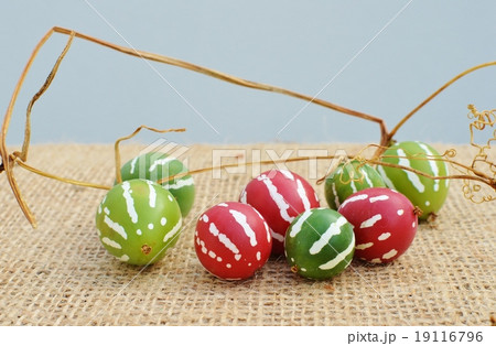 沖縄スズメウリ 沖縄スズメウリ 19116796