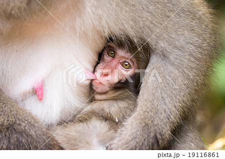 The animal zone: Ouch! Newborn monkey gives a painful looking tug on mum  but he's just too cute for her to be cross