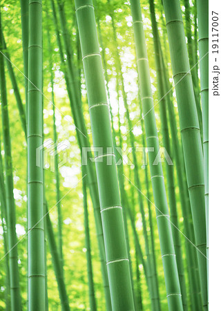 竹　竹林 19117007