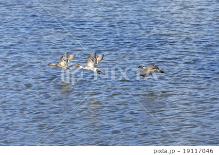 オナガガモ 19117046