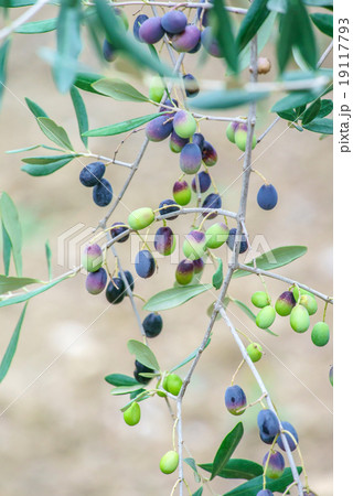 olive tree olive tree 19117793
