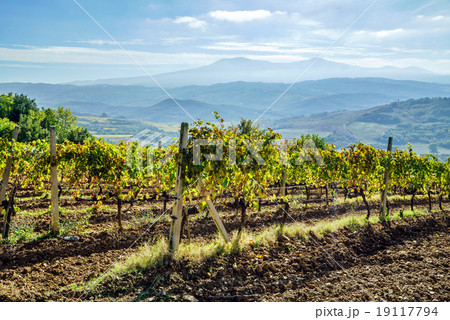 vineyard vineyard 19117794