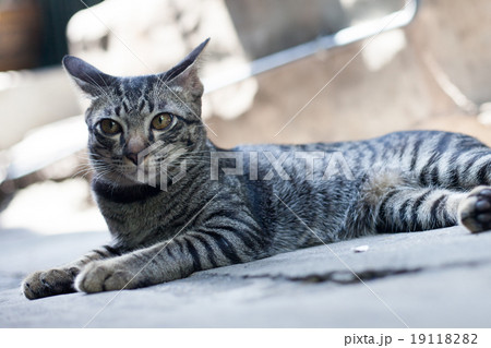 Thai cat in looking action Thai cat in looking action 19118282