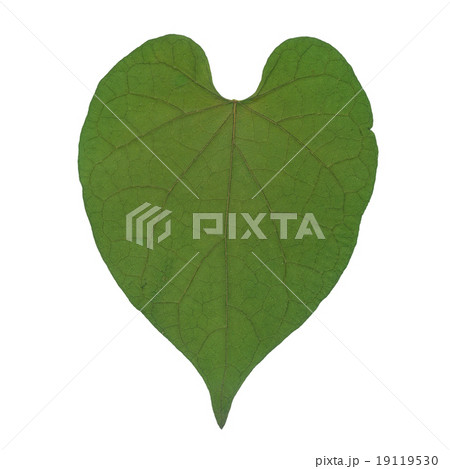 Dry leaf in shape heart 19119530