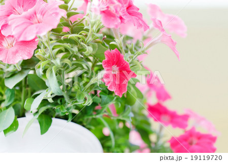 petunia in the pot petunia in the pot 19119720