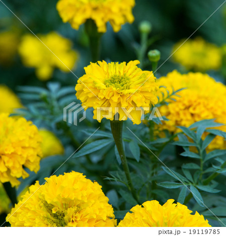 group of marigold flower group of marigold flower 19119785