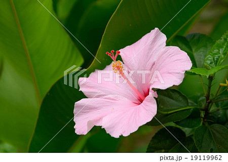 Vivid pink hibicus is blooming Vivid pink hibicus is blooming 19119962