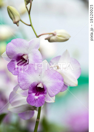 pink purple dendrobium orchid flower pink purple dendrobium orchid flower 19120025