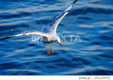 flying seagull in action flying seagull in action 19120055