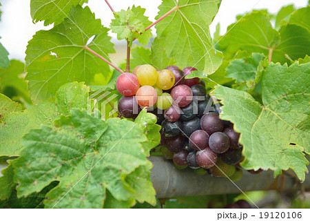 Grapes on the Vine Grapes on the Vine 19120106