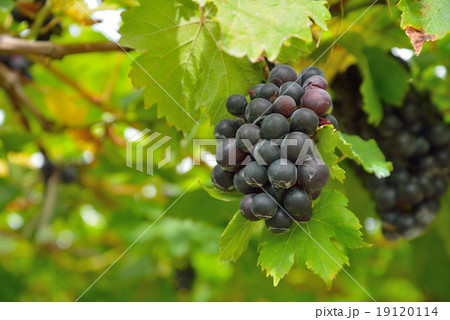 Grapes on the Vine 19120114