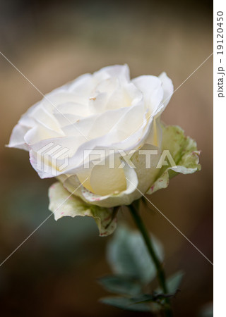 White rose flowers with buds in garden White rose flowers with buds in garden 19120450