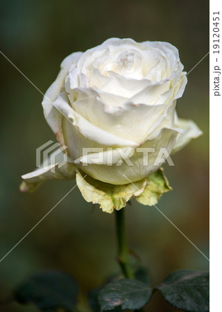 White rose flowers with buds in garden 19120451
