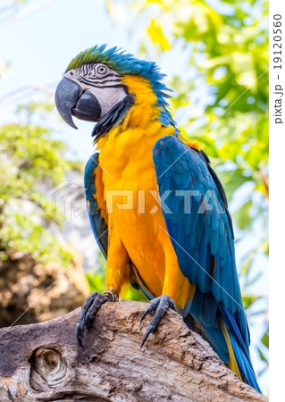 Blue parrot macaw perch on branches Blue parrot macaw perch on branches 19120560