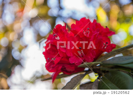 Rhododendron arboreum in doi inthanon national park, Thailand 19120562