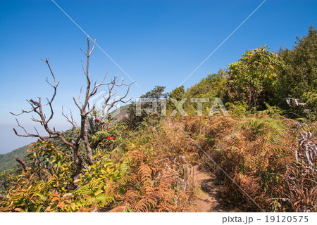 Walkway in Alpine savanna grassland of Doi Inthanon, Chiang Mai, 19120575