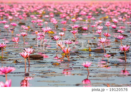 Sea of pink lotus, Nonghan, Udonthani, Thailand 19120576