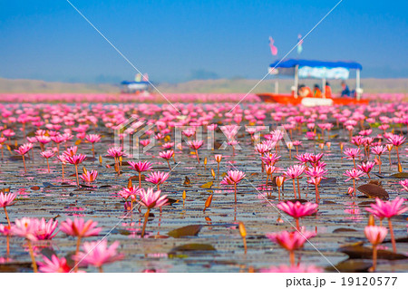 Sea of pink lotus, Nonghan, Udonthani, Thailand 19120577