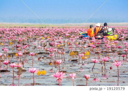 Sea of pink lotus, Nonghan, Udonthani, Thailand Sea of pink lotus, Nonghan, Udonthani, Thailand 19120579
