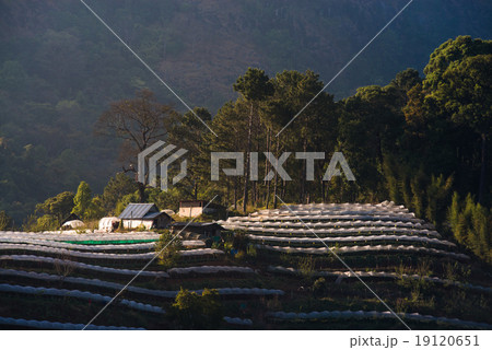 Greenhouse Plant Doi Inthanon, Chiang Mai, Thailand 19120651