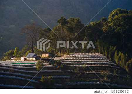 Greenhouse Plant Doi Inthanon, Chiang Mai, Thailand 19120652