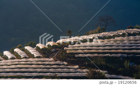 Greenhouse Plant Doi Inthanon, Chiang Mai, Thailand 19120656