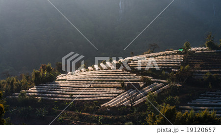 Greenhouse Plant Doi Inthanon, Chiang Mai, Thailand 19120657