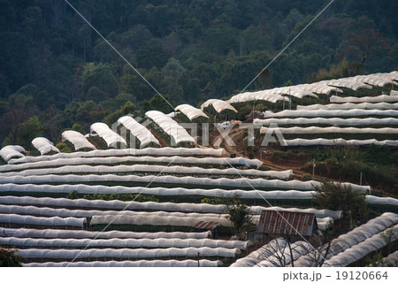 Greenhouse Plant Doi Inthanon, Chiang Mai, Thailand 19120664