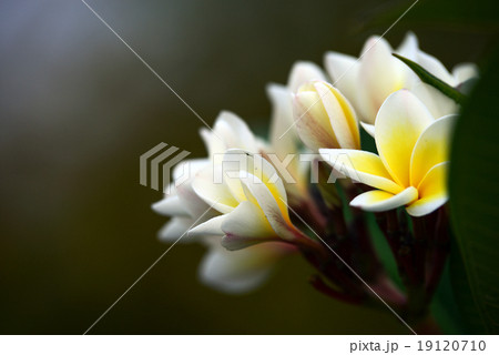 Branch of tropical flowers frangipani (plumeria) 19120710