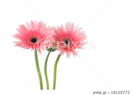 Three beige gerbera daisies isolated on white background Three beige gerbera daisies isolated on white background 19120772
