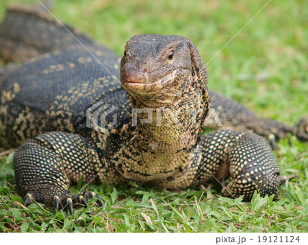Closeup of monitor lizard - Varanus on green grass focus on the 19121124