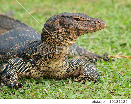 Closeup of monitor lizard - Varanus on green grass focus on the 19121125