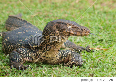 Closeup of monitor lizard - Varanus on green grass focus on the 19121126