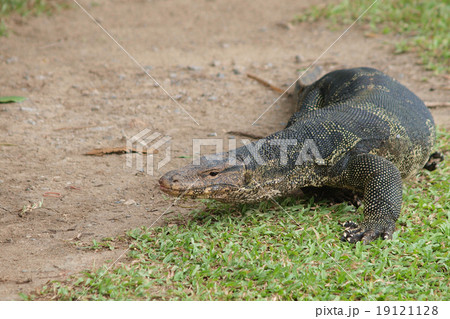 Closeup of monitor lizard - Varanus on green grass focus on the 19121128