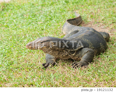 Closeup of monitor lizard - Varanus on green grass focus on the Closeup of monitor lizard - Varanus on green grass focus on the 19121132