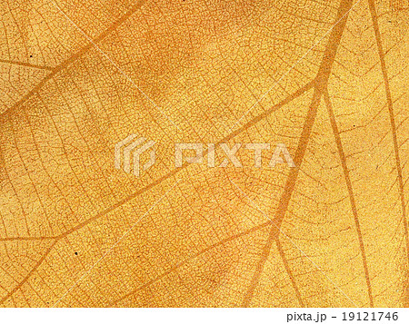 Dry leaf textured on grunge paper background Dry leaf textured on grunge paper background 19121746