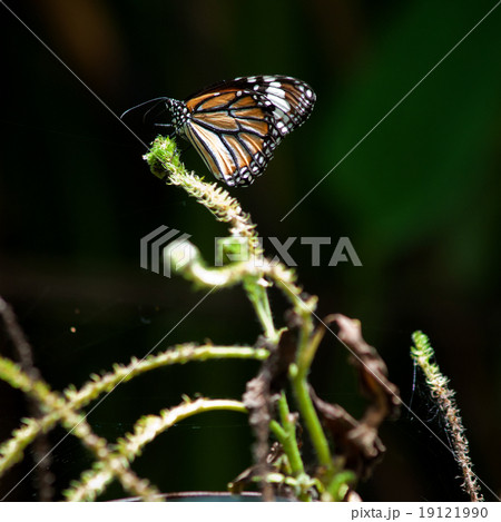 A beautiful butterfly sitting in the tree 19121990