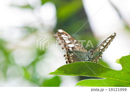 A beautiful butterfly sitting in the tree A beautiful butterfly sitting in the tree 19121999