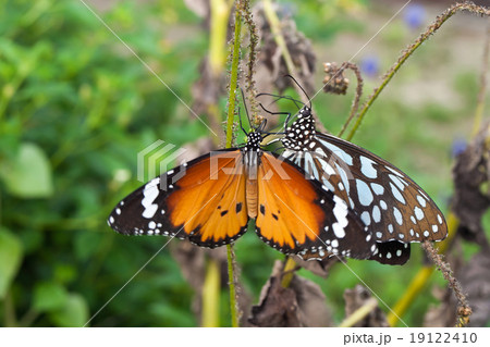 beautiful butterfly sitting in the tree beautiful butterfly sitting in the tree 19122410